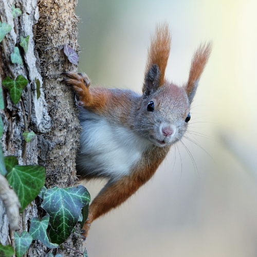 ecureuil-nature-perambule